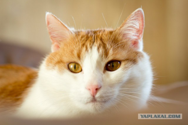Котовторник 06.01.2015