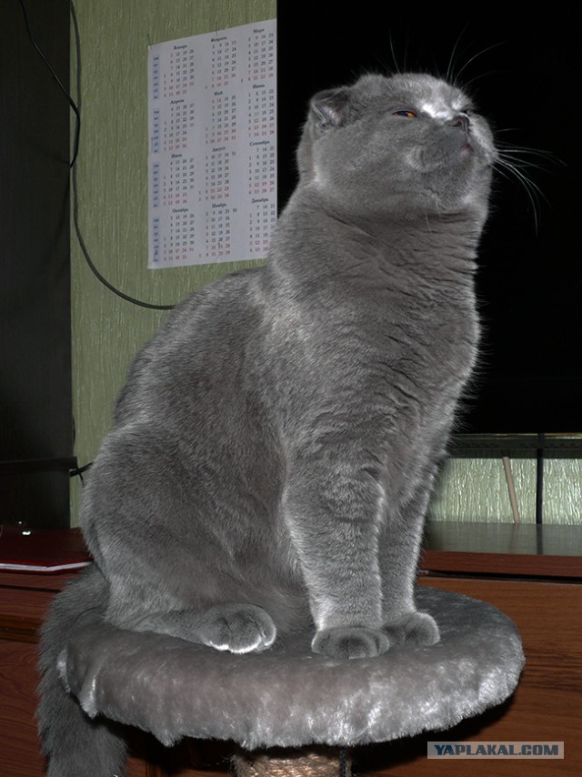Котовторник 27.01.2015