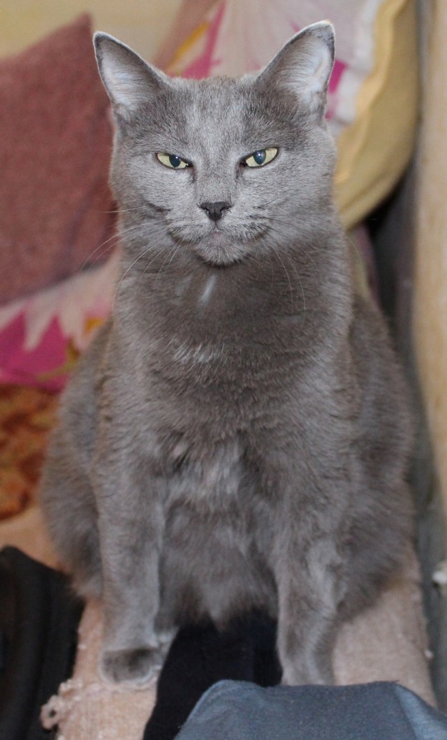 Котовторник.