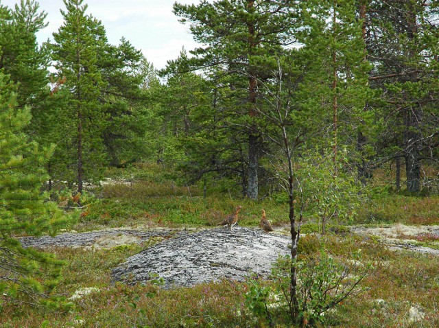 Деревенская Америка