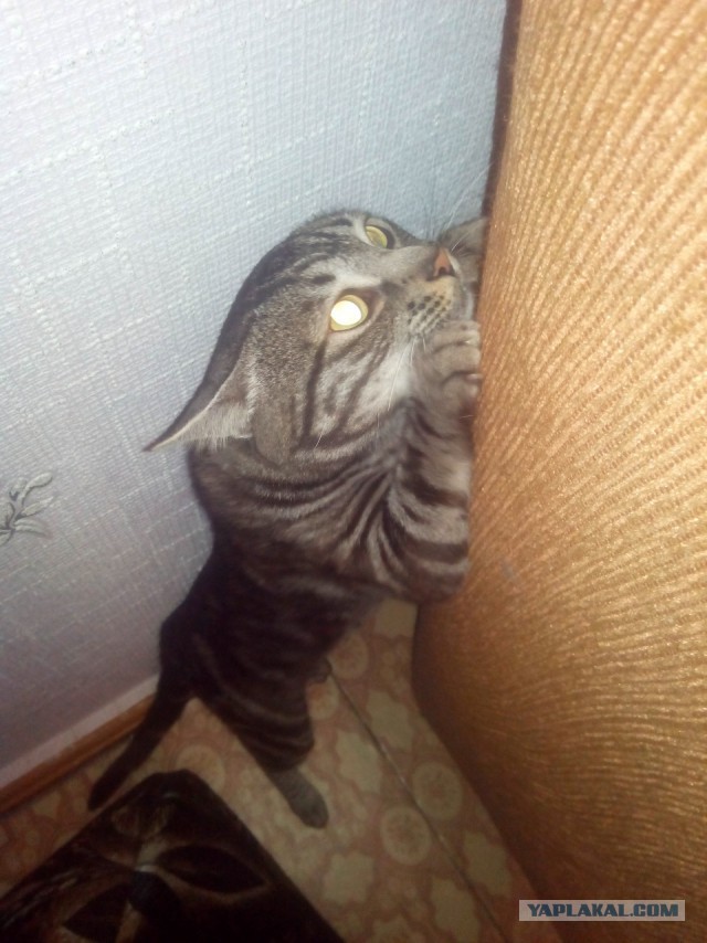 Котовторник