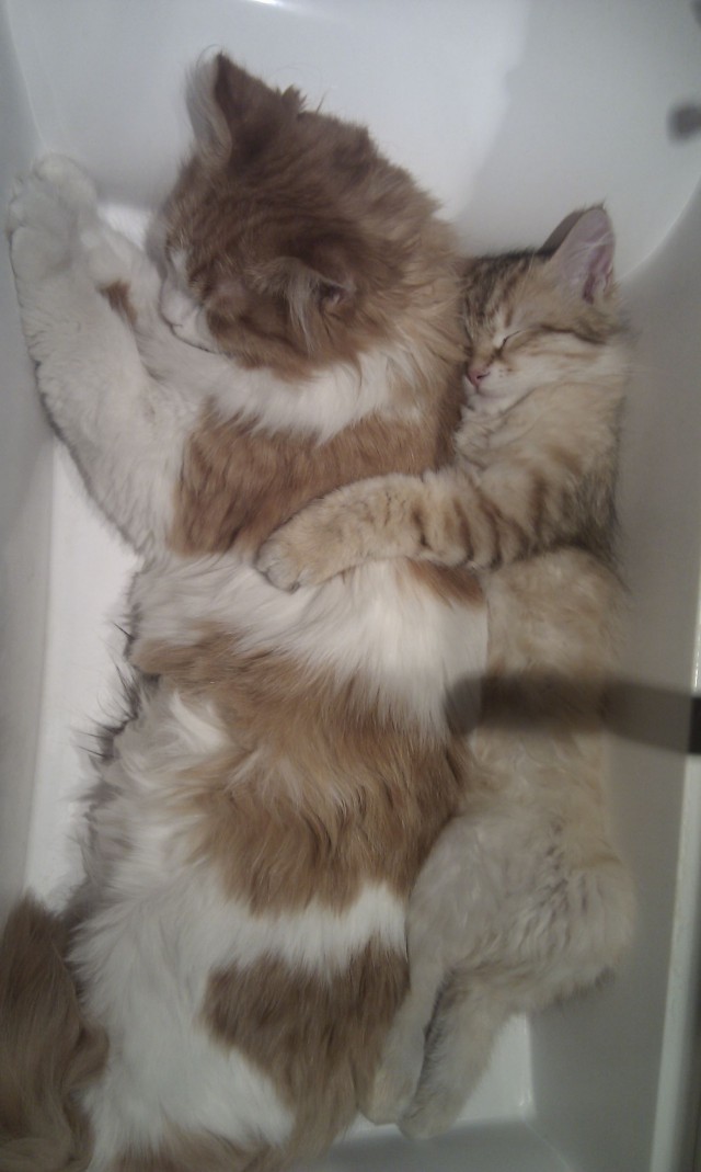 Обними своего кота