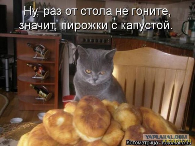 Кот Вася