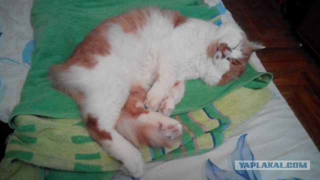 Котовторник 25.08.2015