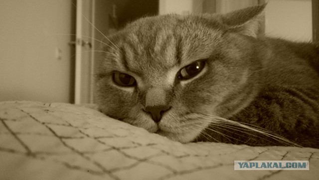 Котовторник 13.10.2015