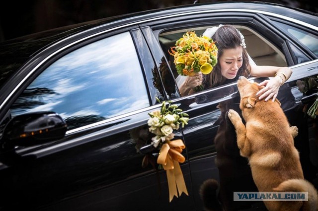 Подборка прикольных фото на среду