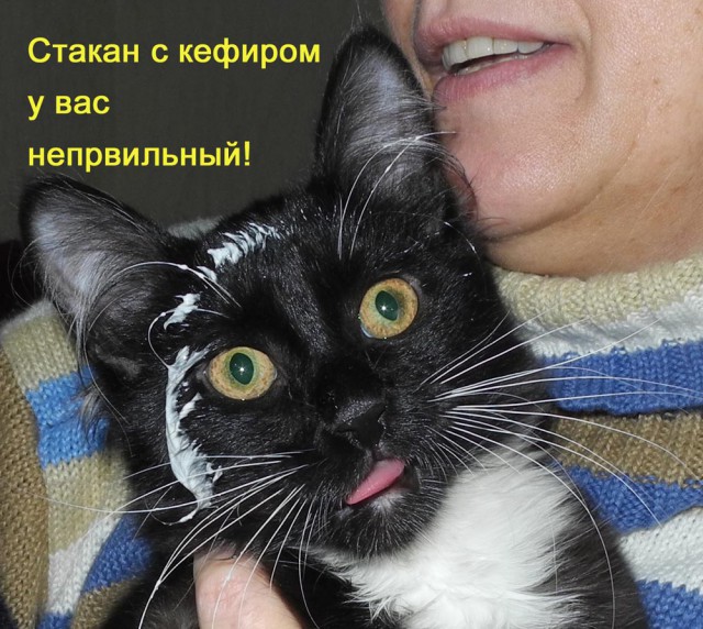 Кто съел сметану?