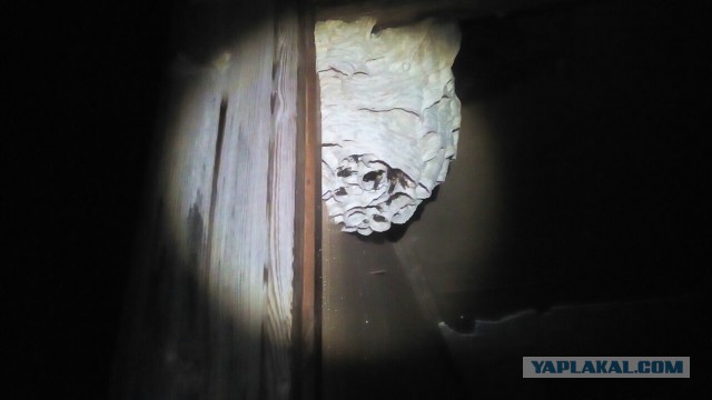 Не бойтесь шершней!