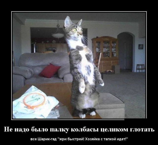 Демы к котовторнику!