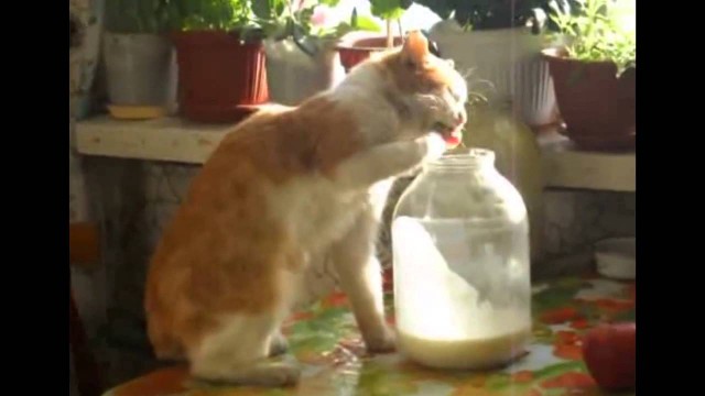 Коты, которые пытались что-то украсть
