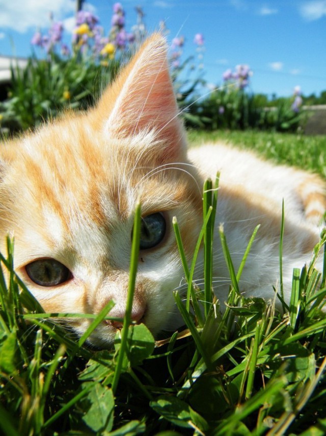 Коты из сети