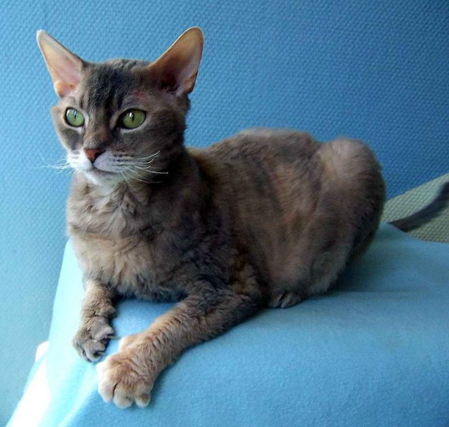 Коты из сети