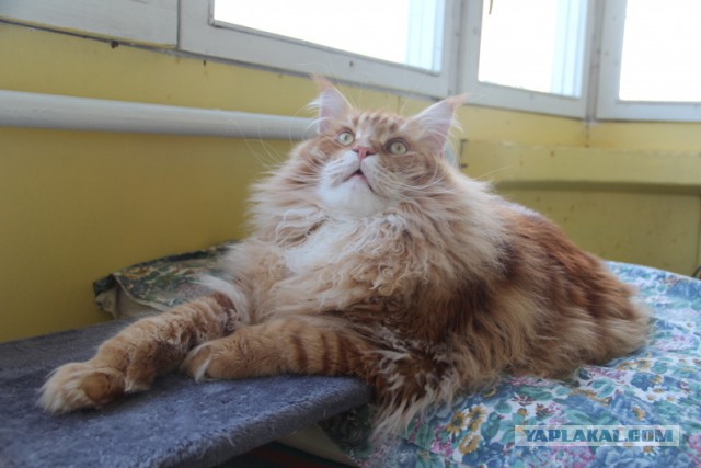 Котовторник 10.01.2017