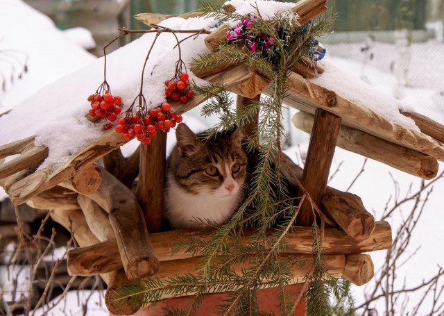 Коты из сети