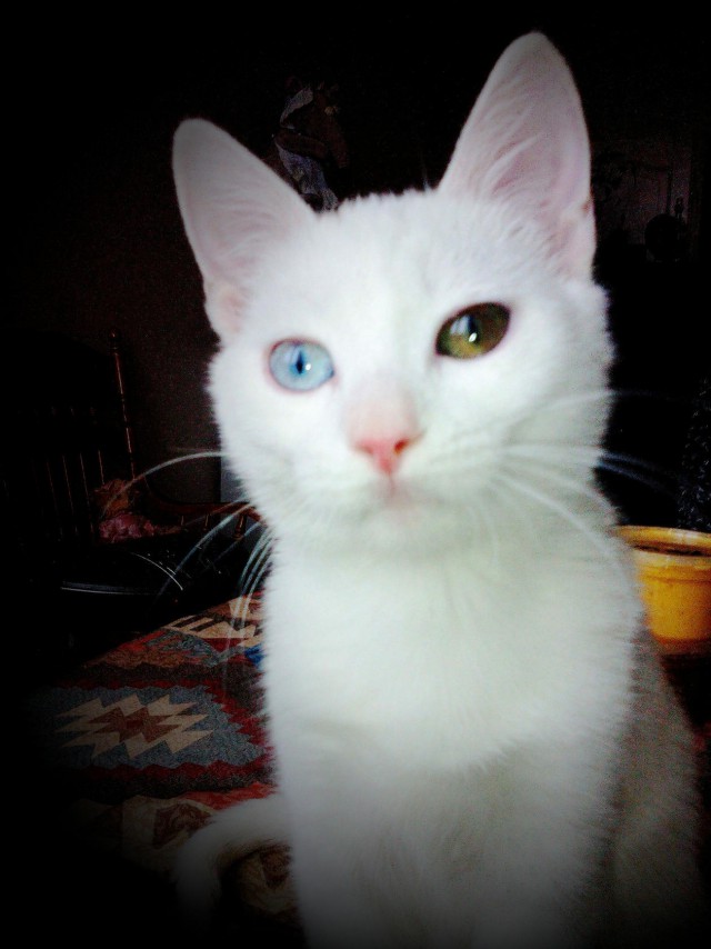 Коты и Кошки