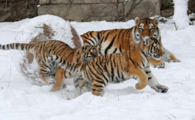 Самые смешные животные