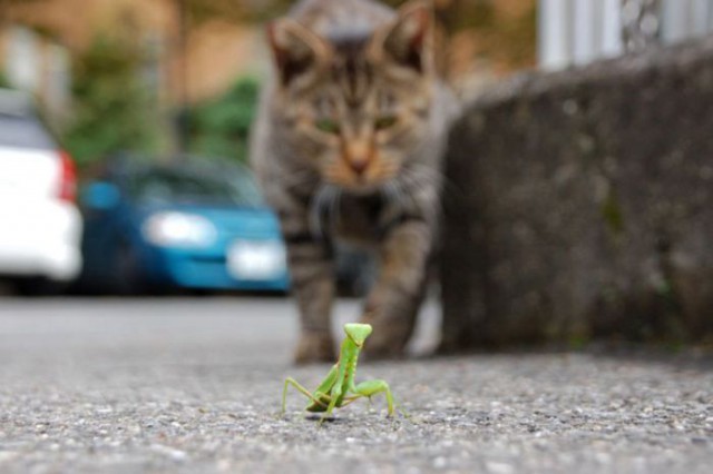 Коты и Кошки