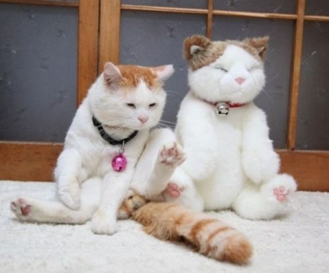 Коты и Кошки