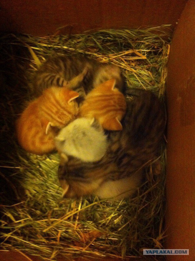 Котовторник 23/05/2017