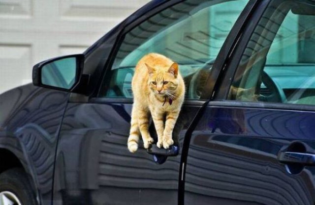 Коты и Кошки