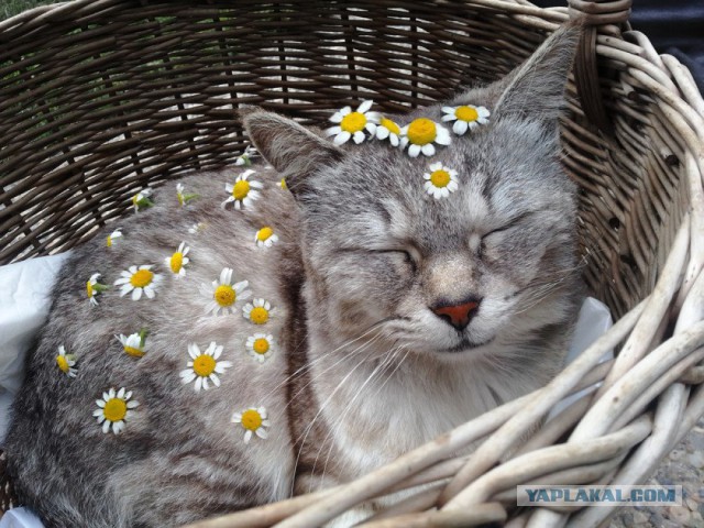 Коты и Кошки