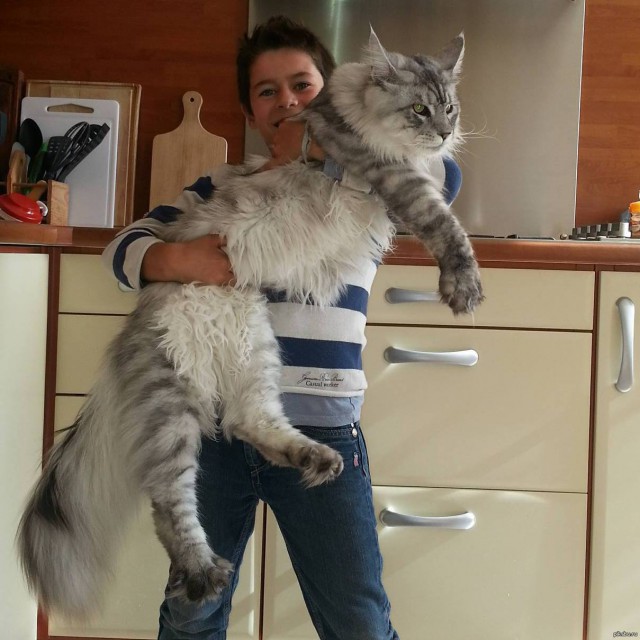 Коты и Кошки