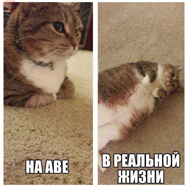 Коты и Кошки
