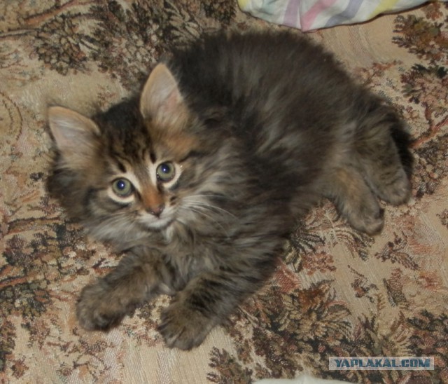 Котовторник 9.01.2018