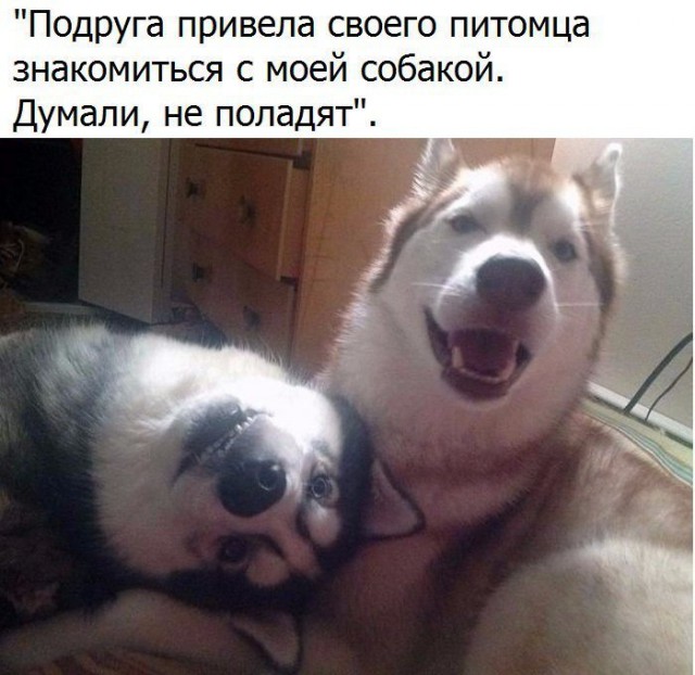 Нестандартный юмор