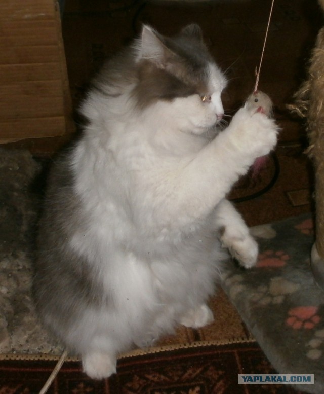 Котовторник 20.03.2018