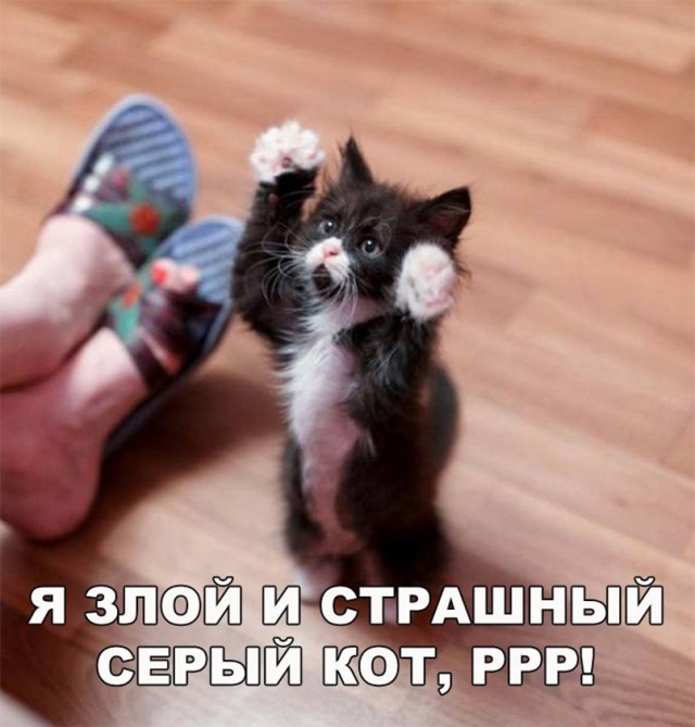 Фотобомбы котов