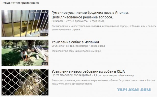 Не кормите бездомных собак!
