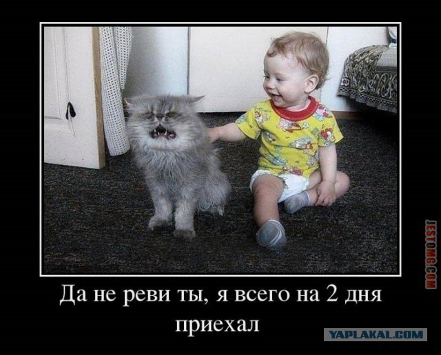 Подборка настоящих котов