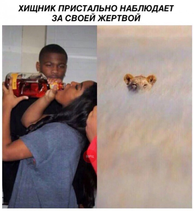 Прикольные картинки обо всём