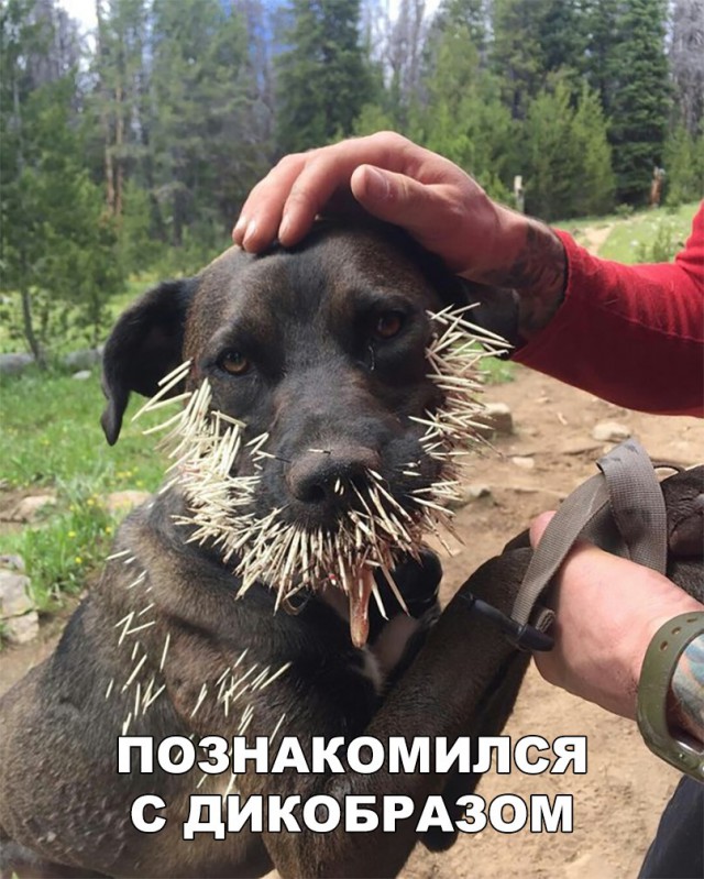 Прикольные картинки обо всём