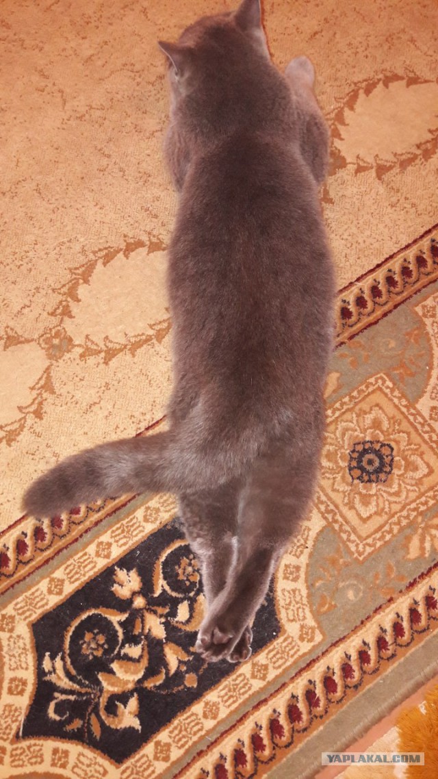 Котовторник 05.06.2018