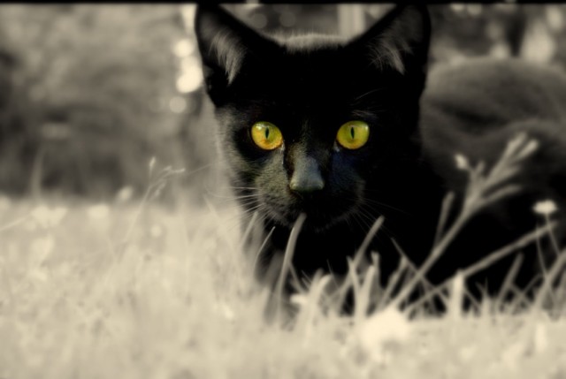 Пятница 13е с чёрными кошками... (42 фото)