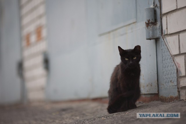 Коты Кубани