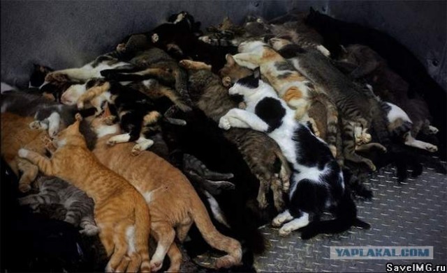 Посчитай, сколько котов!
