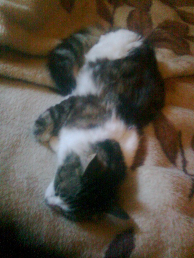 Котовторник  07.06.11