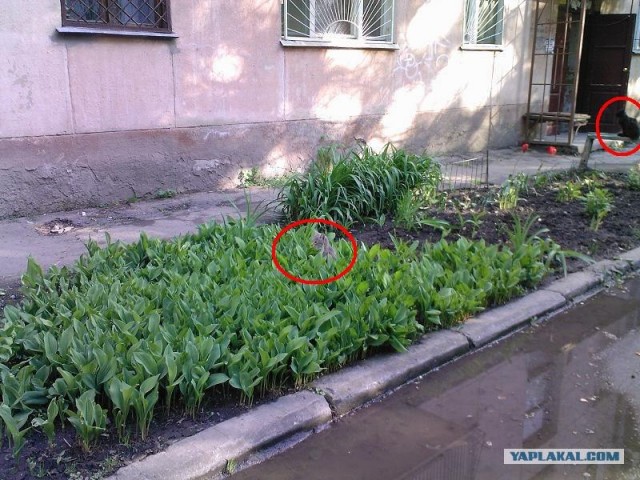 Котовторник объявляется открытым!