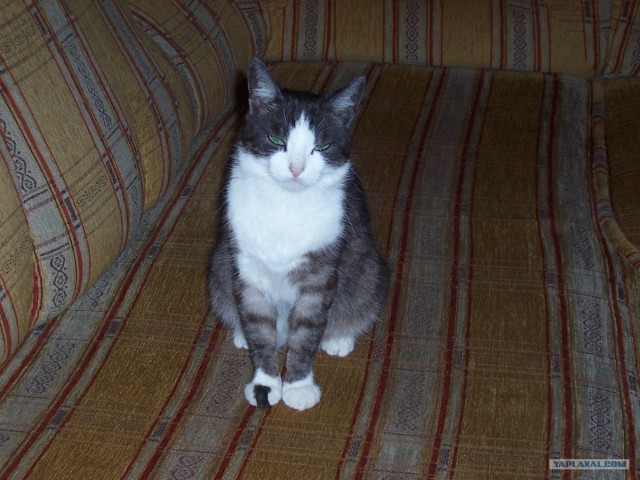 Котовторник (31.01.2012)