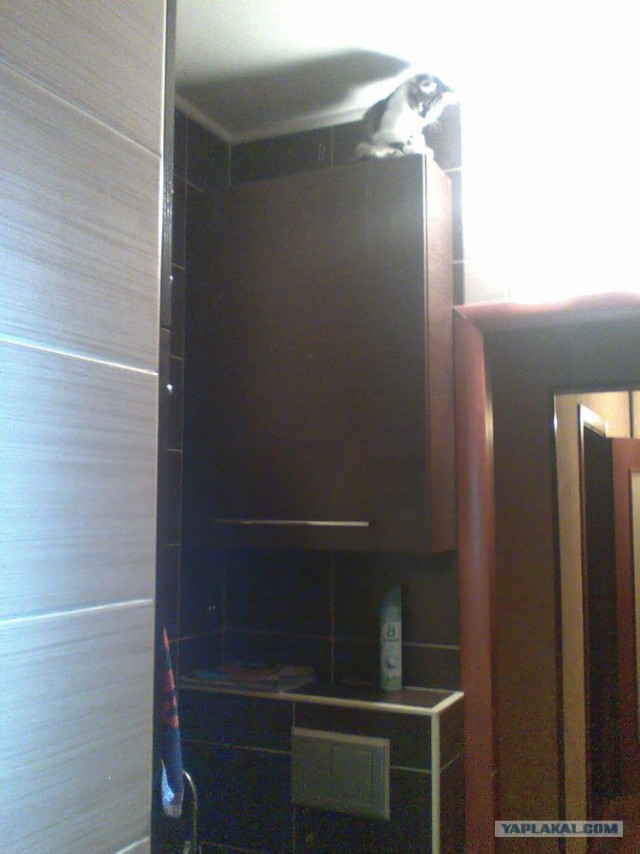 Котовторник 17.04.2012