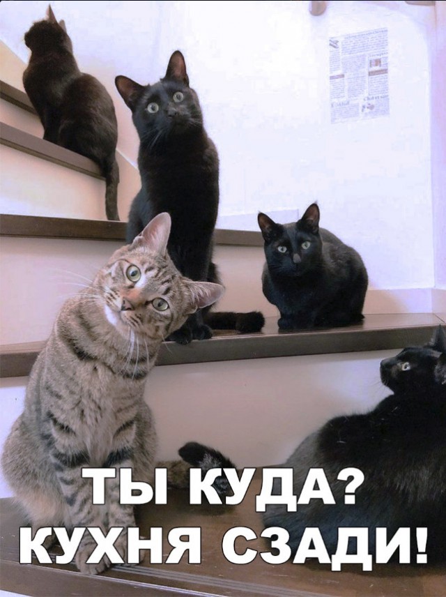 Забавные фото котеек