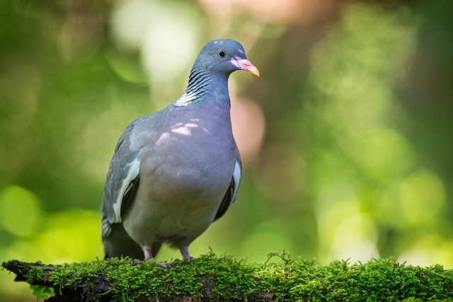 Живность из сети