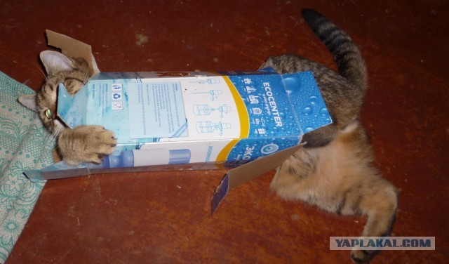 Как меня кота на пару дней попросили приютить