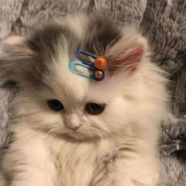 Забавные животные