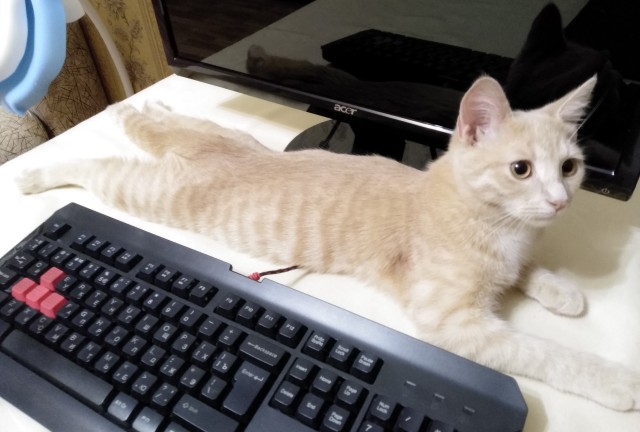 Не на всякого кота гравитация может воздейстовать! Им вообще плевать на законы физики