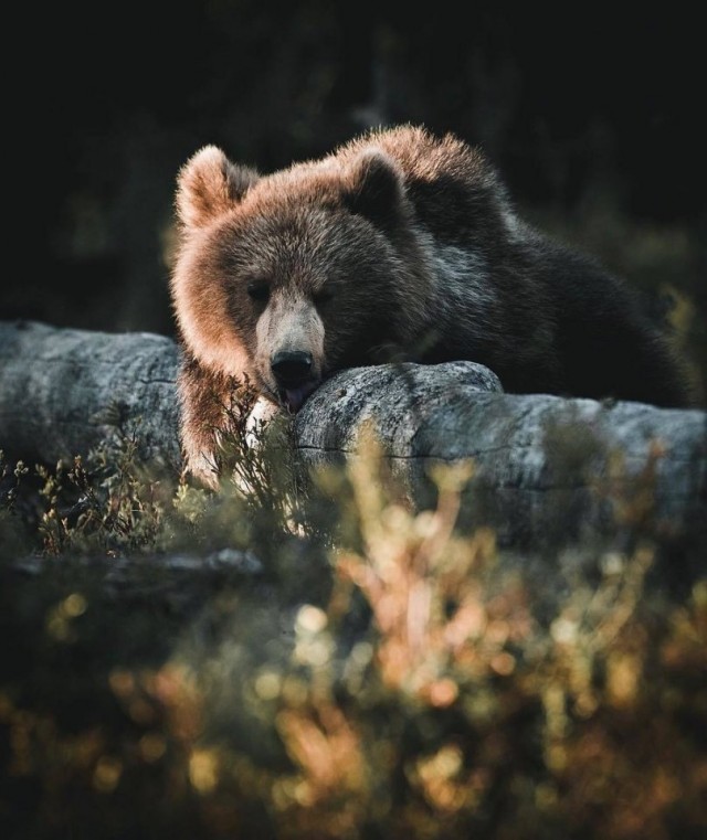 Эти забавные животные