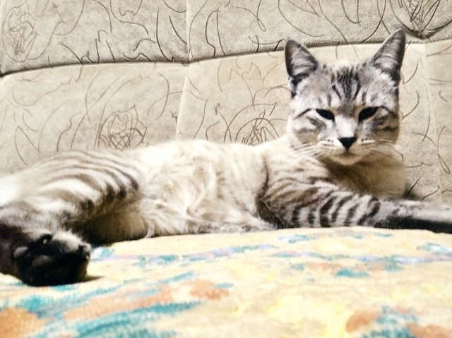 Разные картинки во вторник. С котами